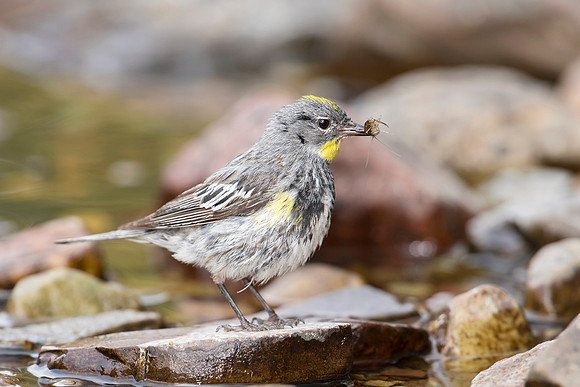 Yellow-rumped Warbler_JF01027