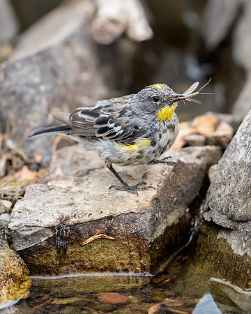 Yellow-rumped Warbler with Mayfly & Nymphs_JF90450