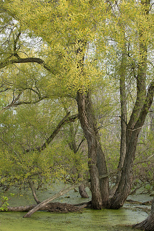Maumee Bay Willows_J1F7218