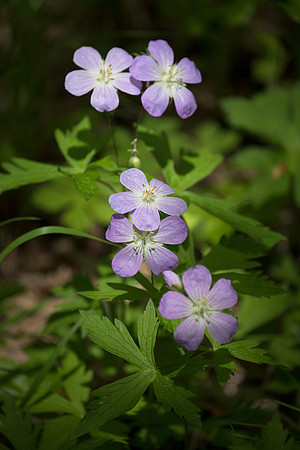 Wild Geranium_J1F6926