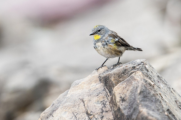 Yellow-rumped Warbler, Female_JF00739