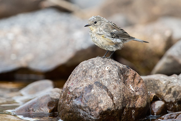 Yellow-rumped Warbler, Fledgling_JF00905