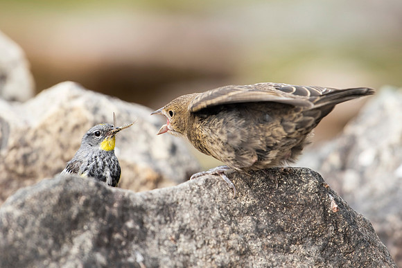Yellow-Rumped Warbler& Cowbird Chick_JF00987