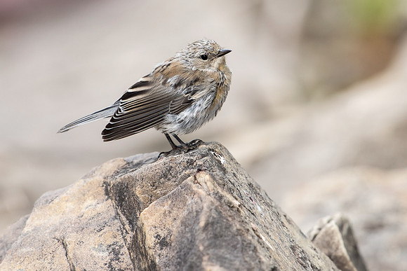 Yellow-rumped Warbler, Fledgling_JF01032