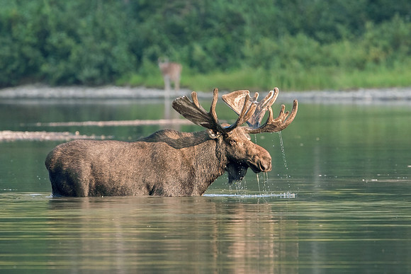 Bull Moose_JF99964