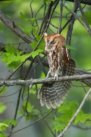 Screech Owl_Eastern_005_JF05606