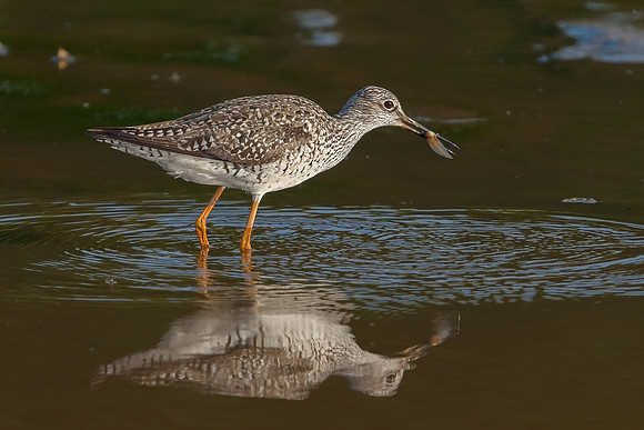 Greater Yellowlegs_JF08440