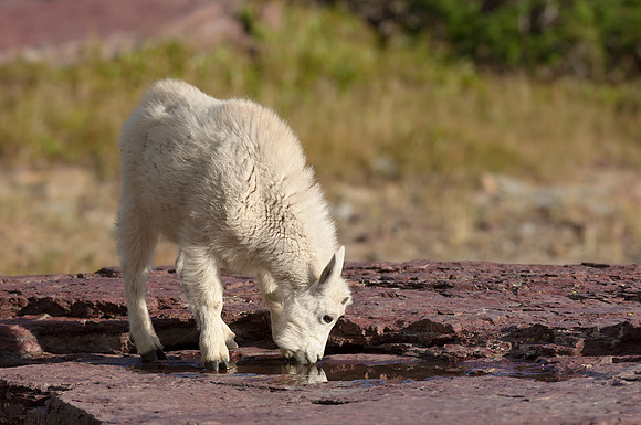 Mt. Goat_003_JF01667
