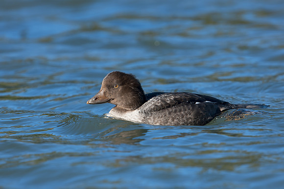 Common Goldeneye_002_JF05127