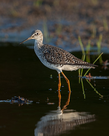 Greater Yellowlegs_004_JF08689
