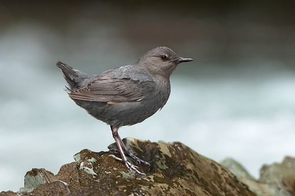 American Dipper_004_JF04092