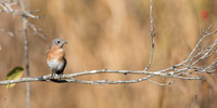 Eastern Bluebird_Female_JFF1038