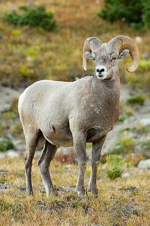 Big Horn Ram_DSC1466