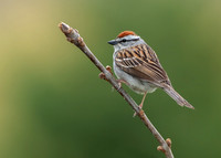 Chipping Sparrow_001