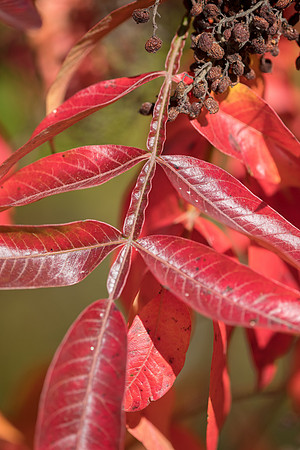 Winged Sumac_001_J1F8008