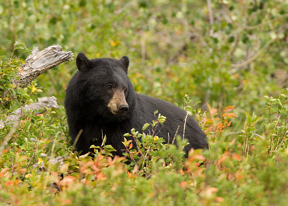 BlackBear_10x14_JF01994