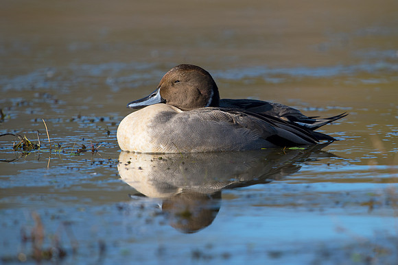 Northern Pintail_JFF1565