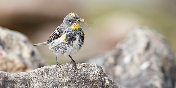 Yellow-Rumped Warbler & Mayfly_JF01052