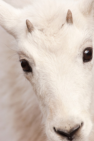 Mt Goat Kid_JF01573
