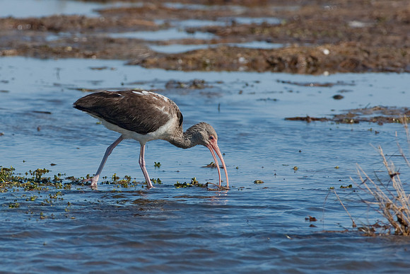 White Ibis_Juvenile_JF01118
