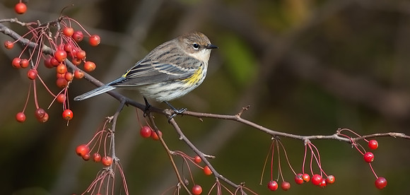 Yellow-rumped Warbler_JF05449