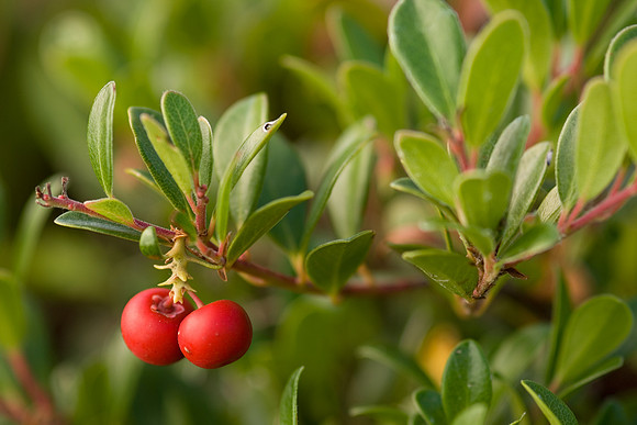 Bearberry_JF00722