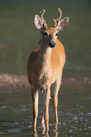White-tailed Deer_JF99771