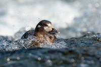 Harlequin Duck_Juvenile_JF03498
