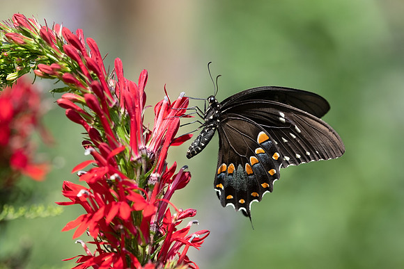 Swallowtail_Black_001_J1F5569