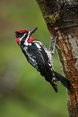 Red-naped Sapsucker_Male_JF03315