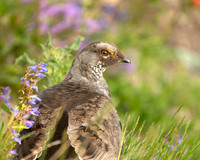DuskyGrouse_Male_J1F0281