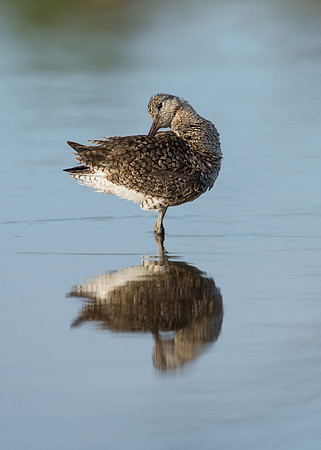 Willet_001_JF95123
