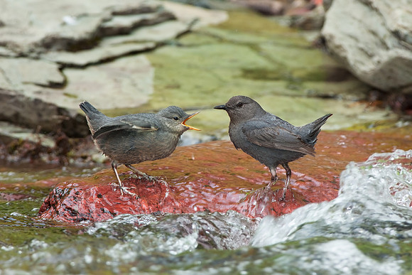American Dippers_003_JF04117