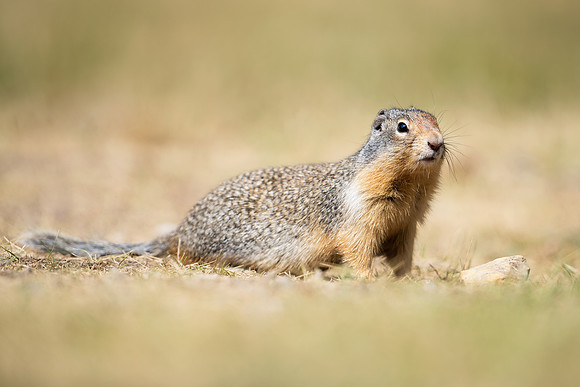 Columbian Ground Squirrel