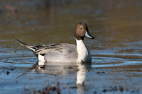 Northern Pintail_JFF1439
