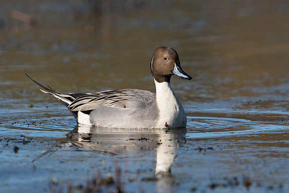 Northern Pintail_JFF1439