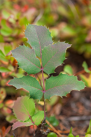 Oregon Grape_JF01168