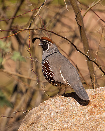 Gambels Quail_Male_JF06070