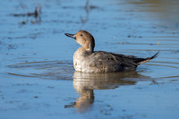 Northern Pintail_JFF1348