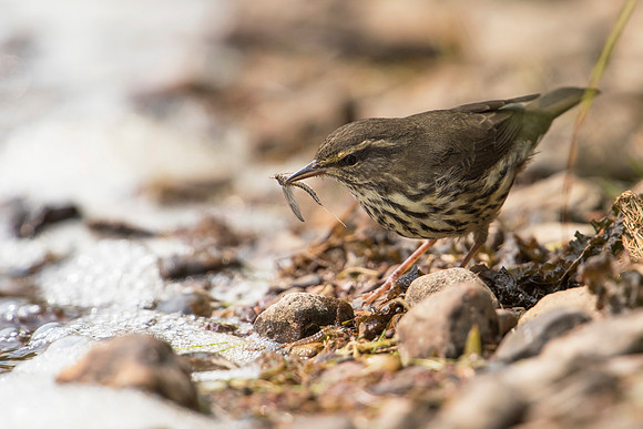 Northern Waterthrush_JF02954