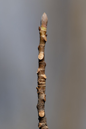 Tulip Poplar_001_J1F1082