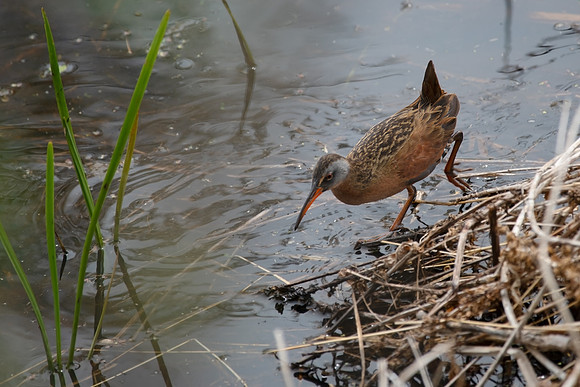 Virginia Rail_001_J1F2753