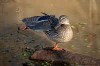 Mallard_Female_009_J1F0157
