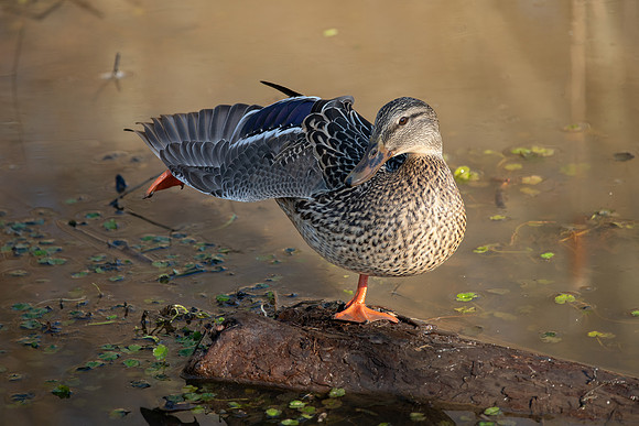 Mallard_Female_009_J1F0157