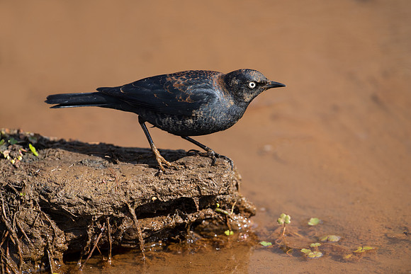 Rusty Blackbird_JFF3346