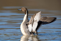 Northern Pintail_JFF1490