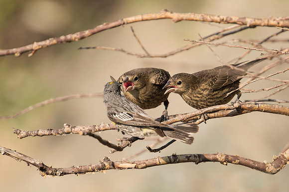 Yellow-rumped Warbler & Cowbird Chicks_JF01380
