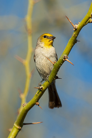 Verdin_001_JF06160