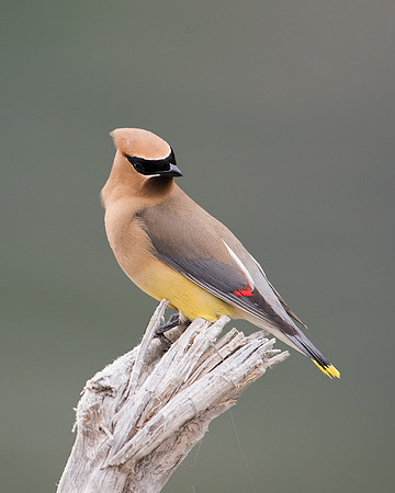 Cedar Waxwing_JF90577