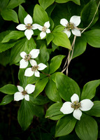 Bunchberry_002_J1F0032